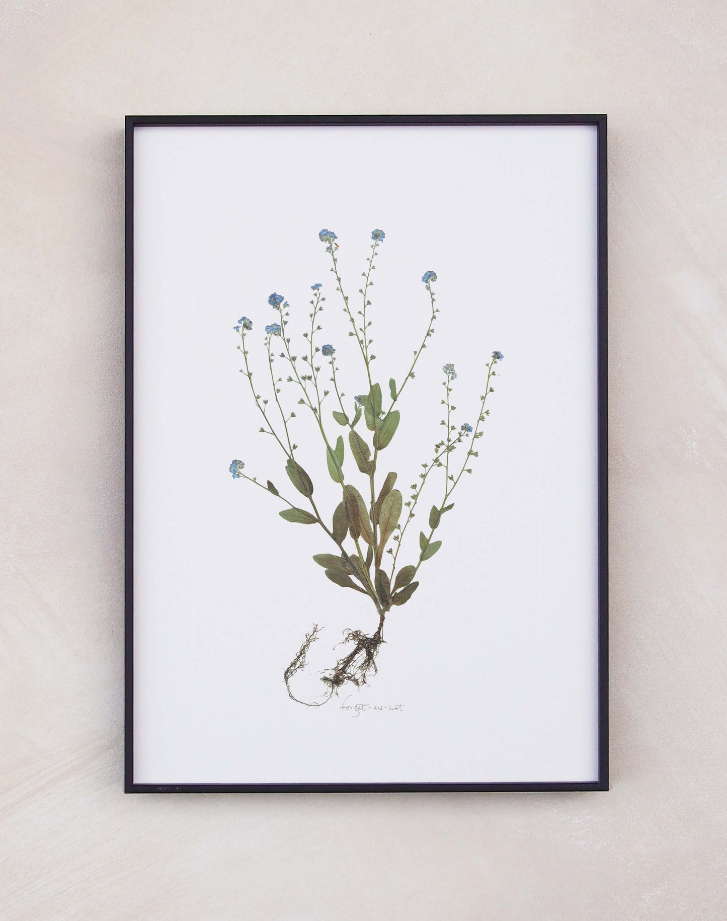 Forget-Me-Not