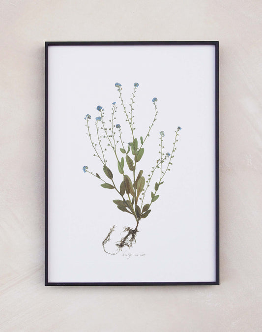 Forget-Me-Not