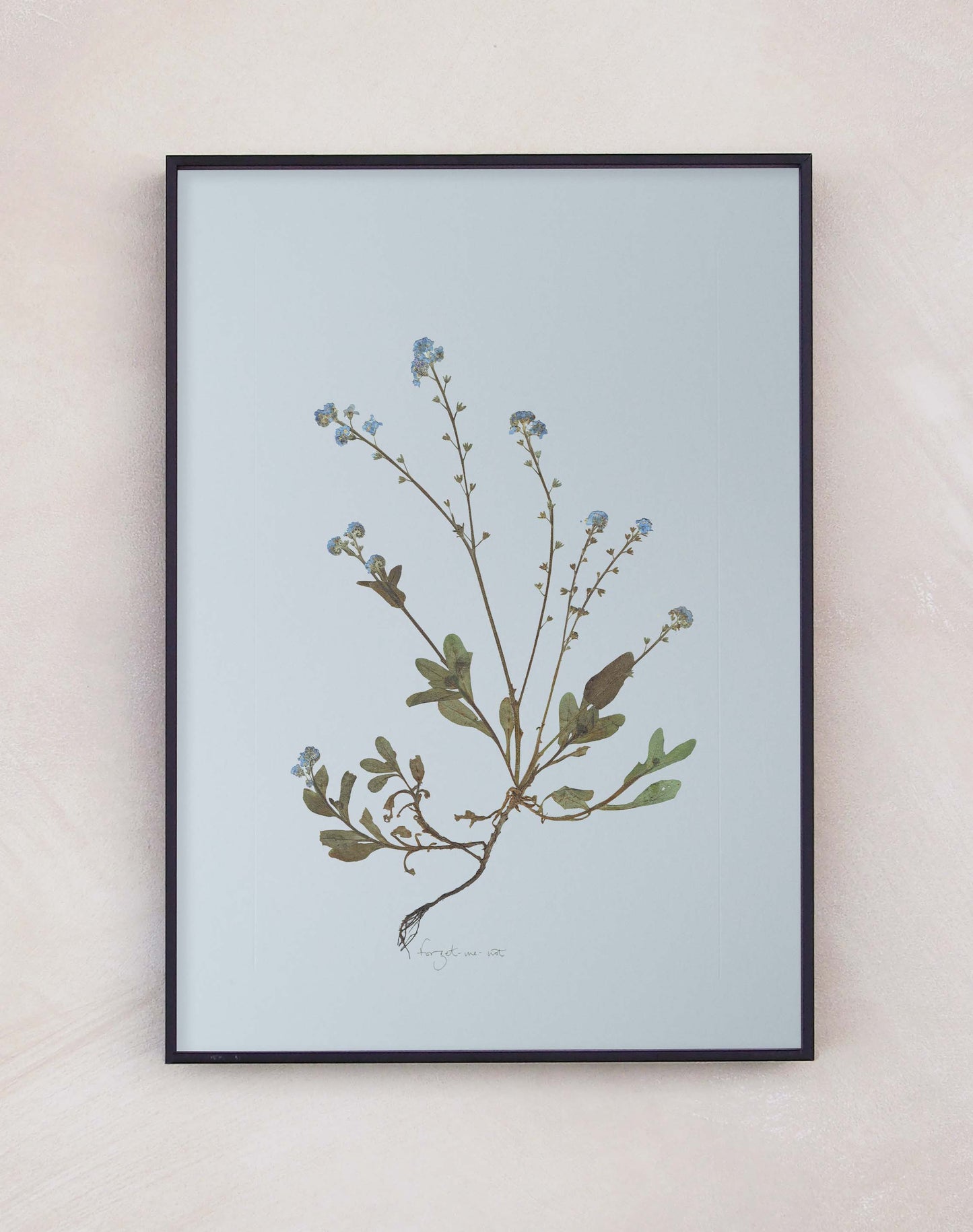 Forget-Me-Not