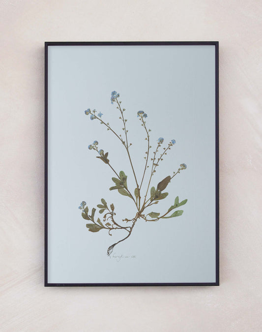 Forget-Me-Not