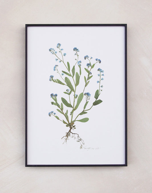 Forget-Me-Not
