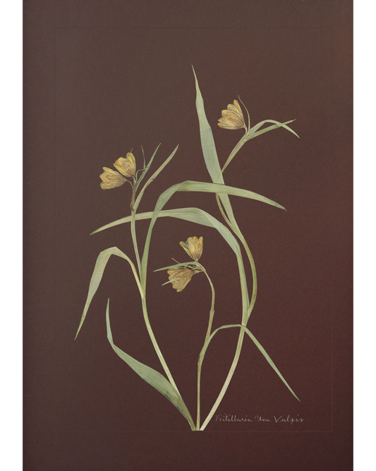 Fritillaria Uva Vulpis
