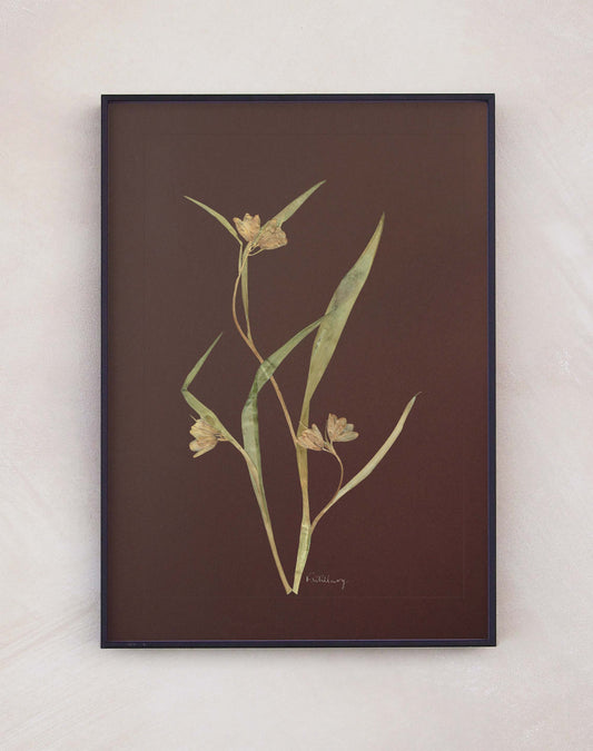 Fritillaria Uva Vulpis