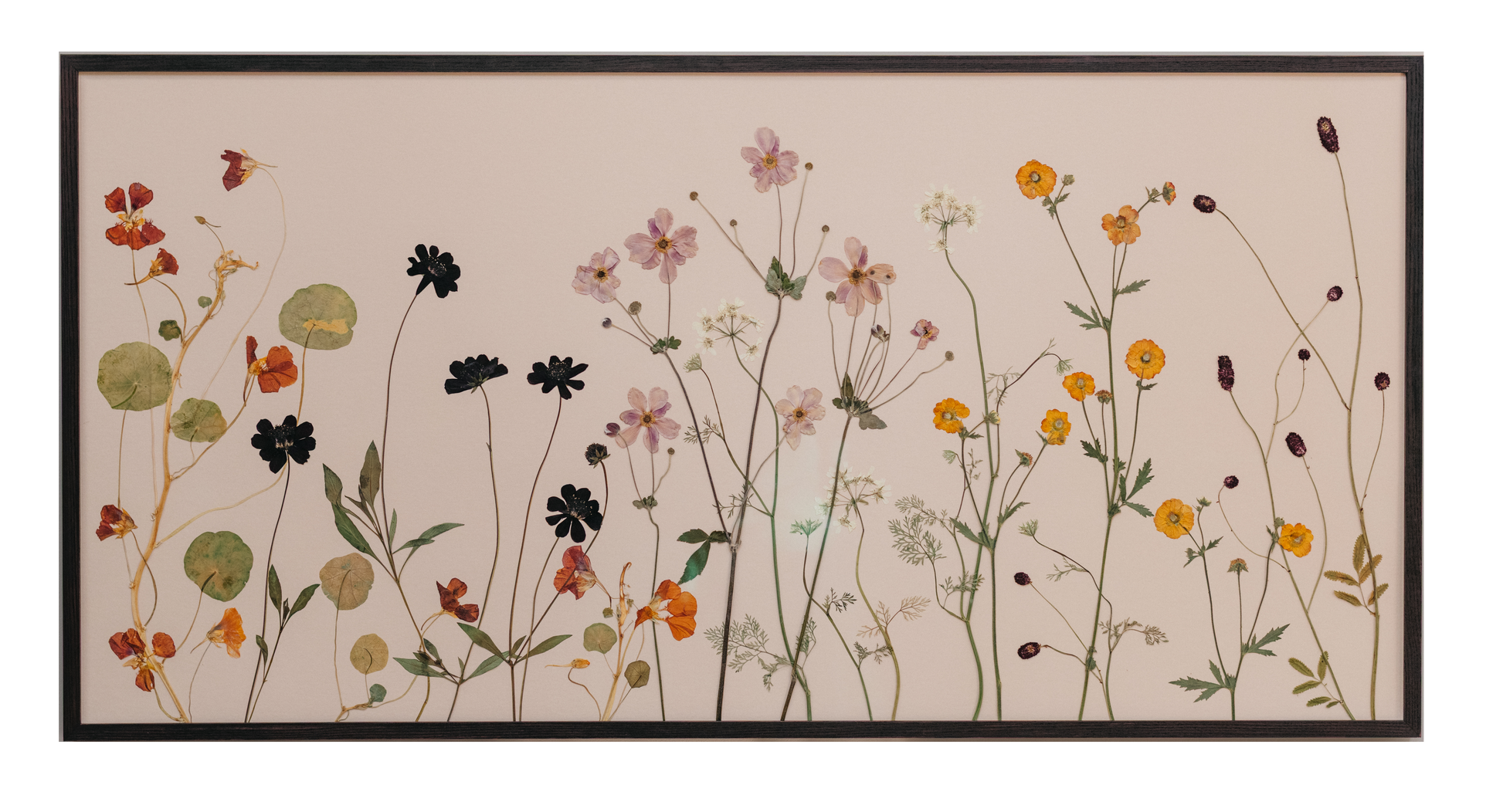 Decorative wall art with pressed flowers recording a London garden in late summer garden on a pale parchment coloured background with ebony stained wooden frame.