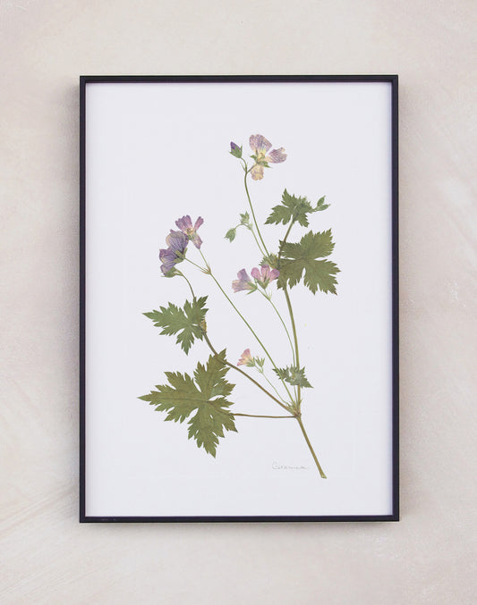 Geranium