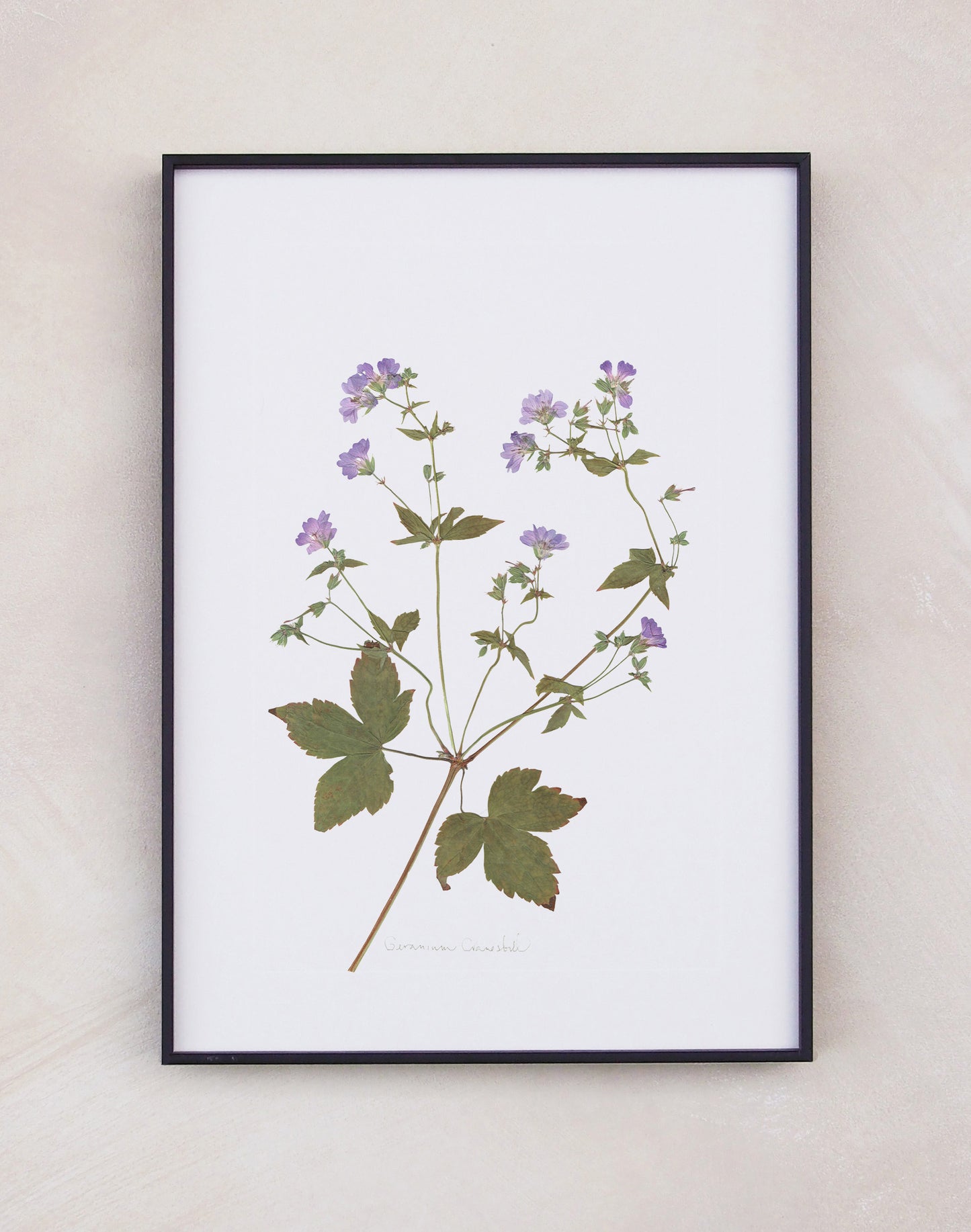 Geranium Cranesbill