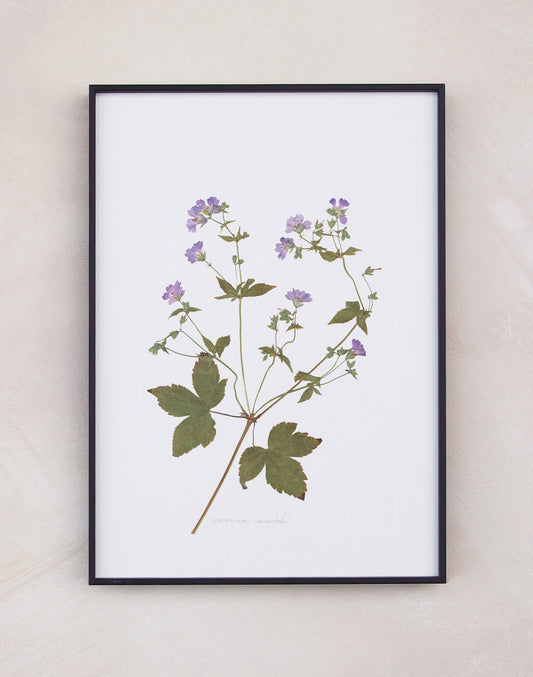 Geranium Cranesbill