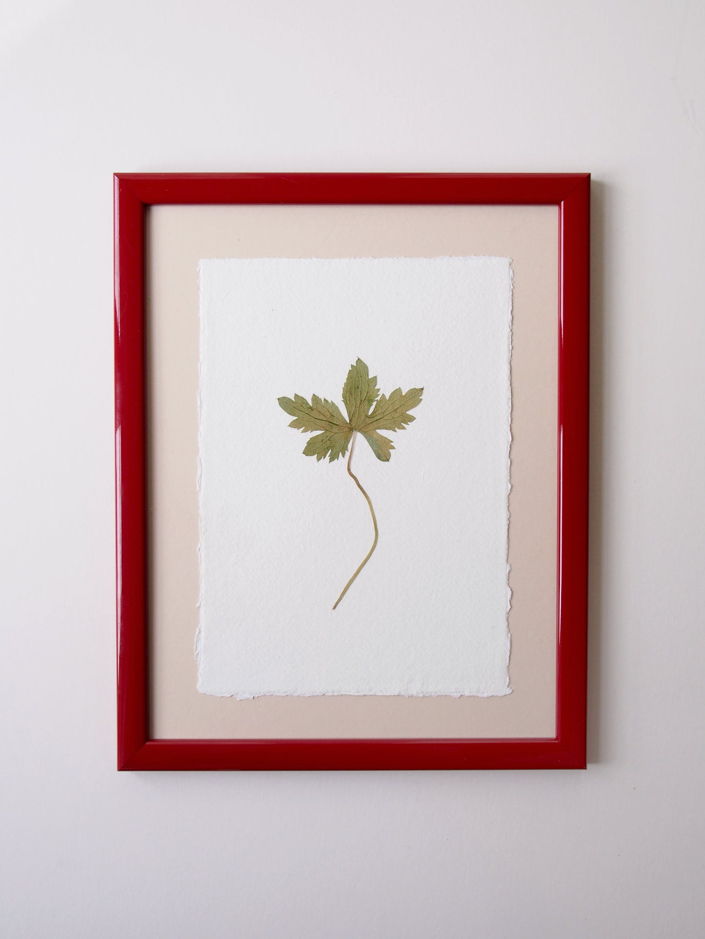 Geranium Leaf 3