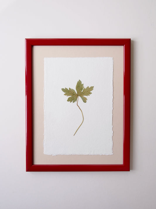 Geranium Leaf 3