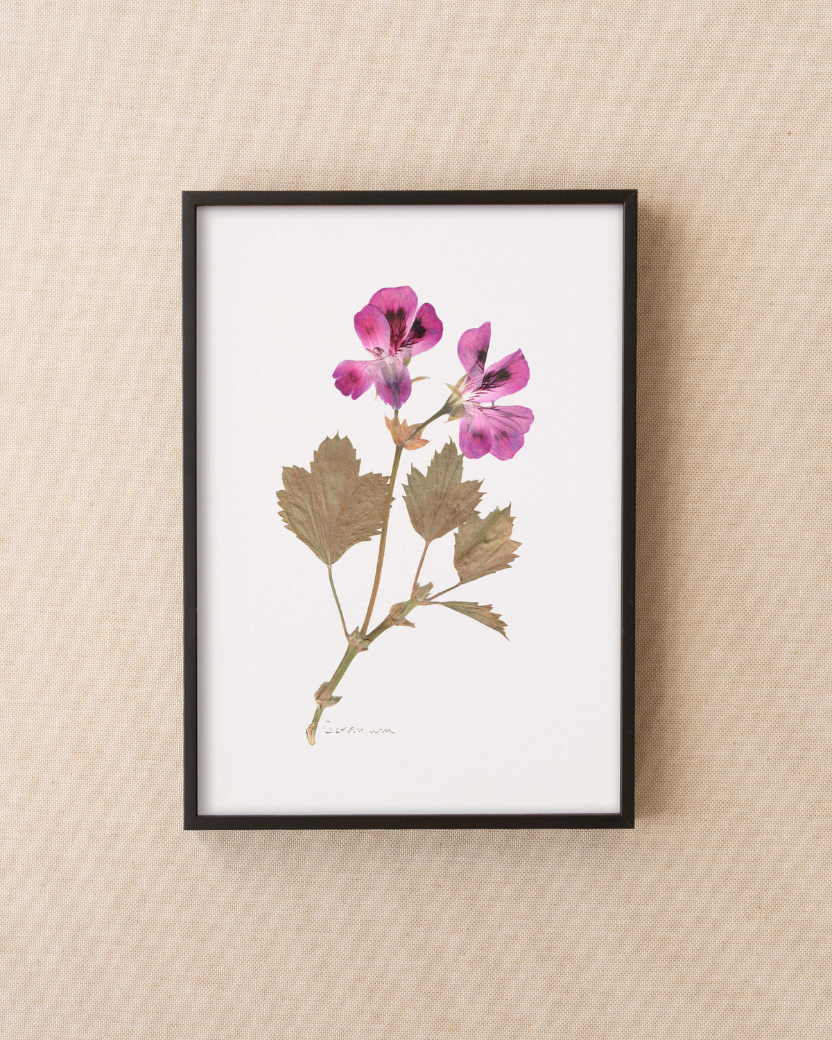 Geranium