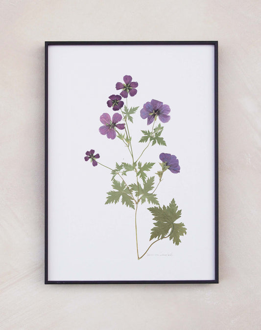 Geranium Cranesbill