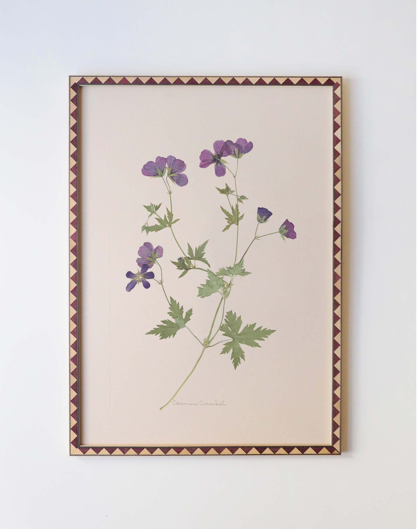 Geranium Cranesbill