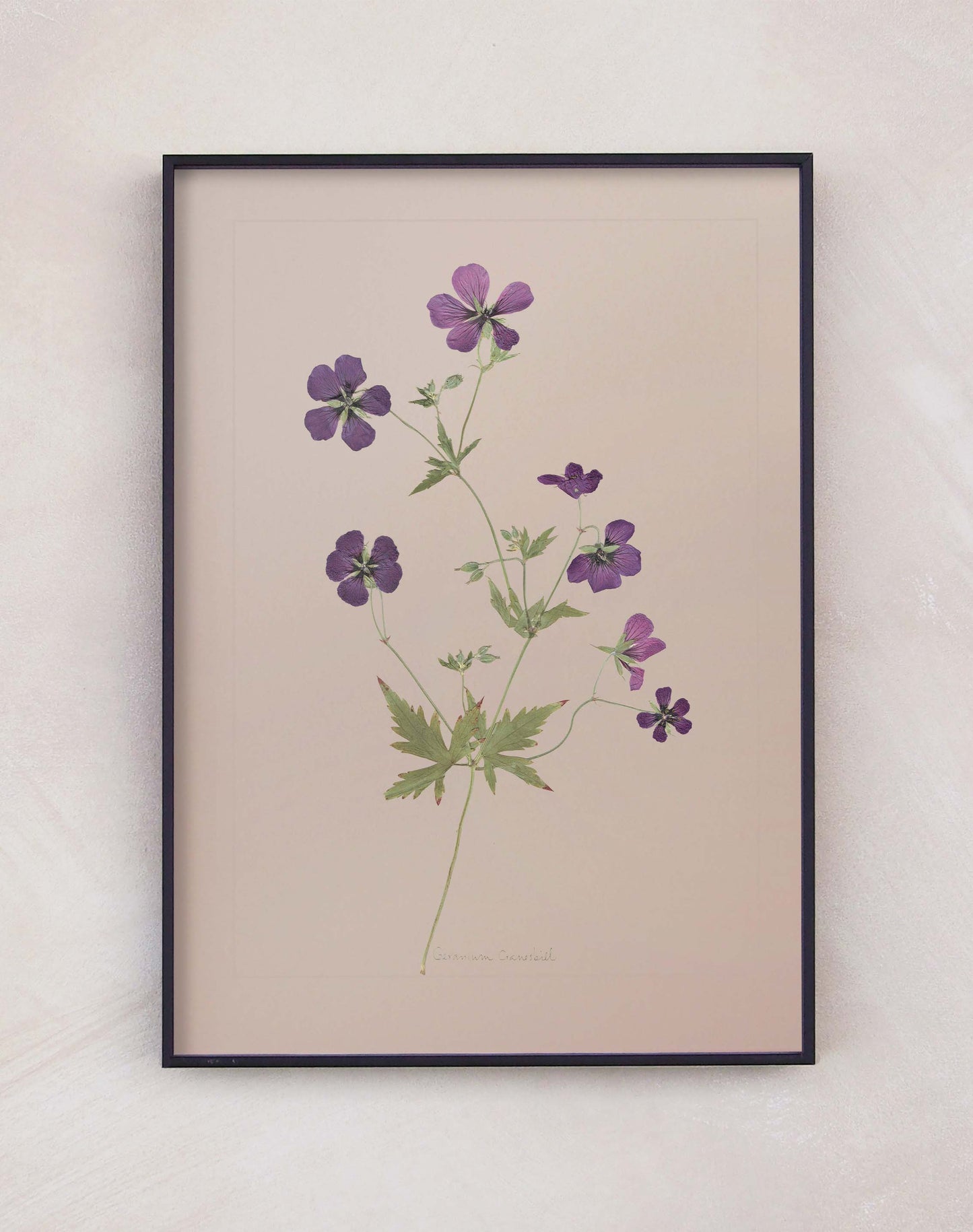 Geranium Cranesbill