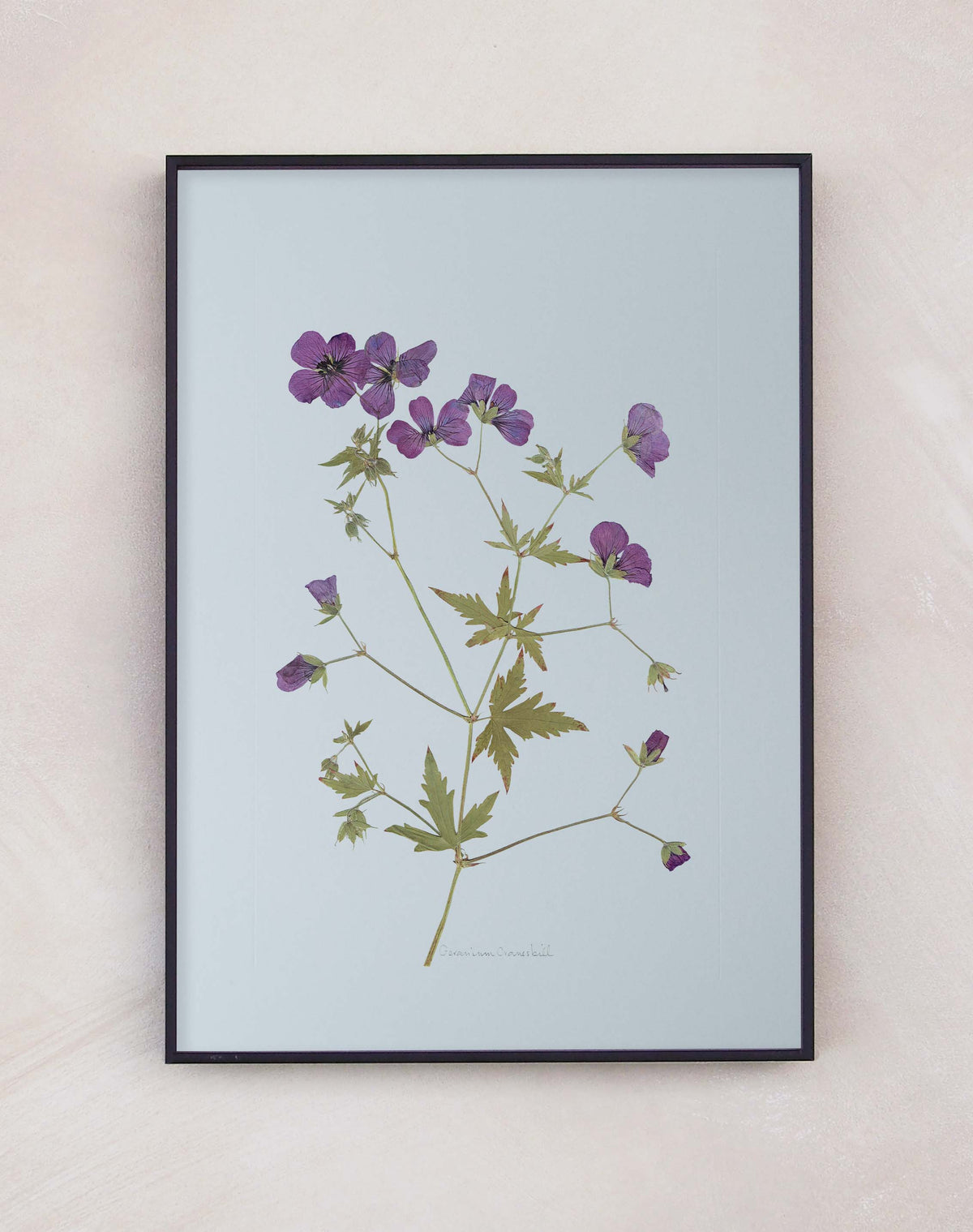 Geranium Cranesbill