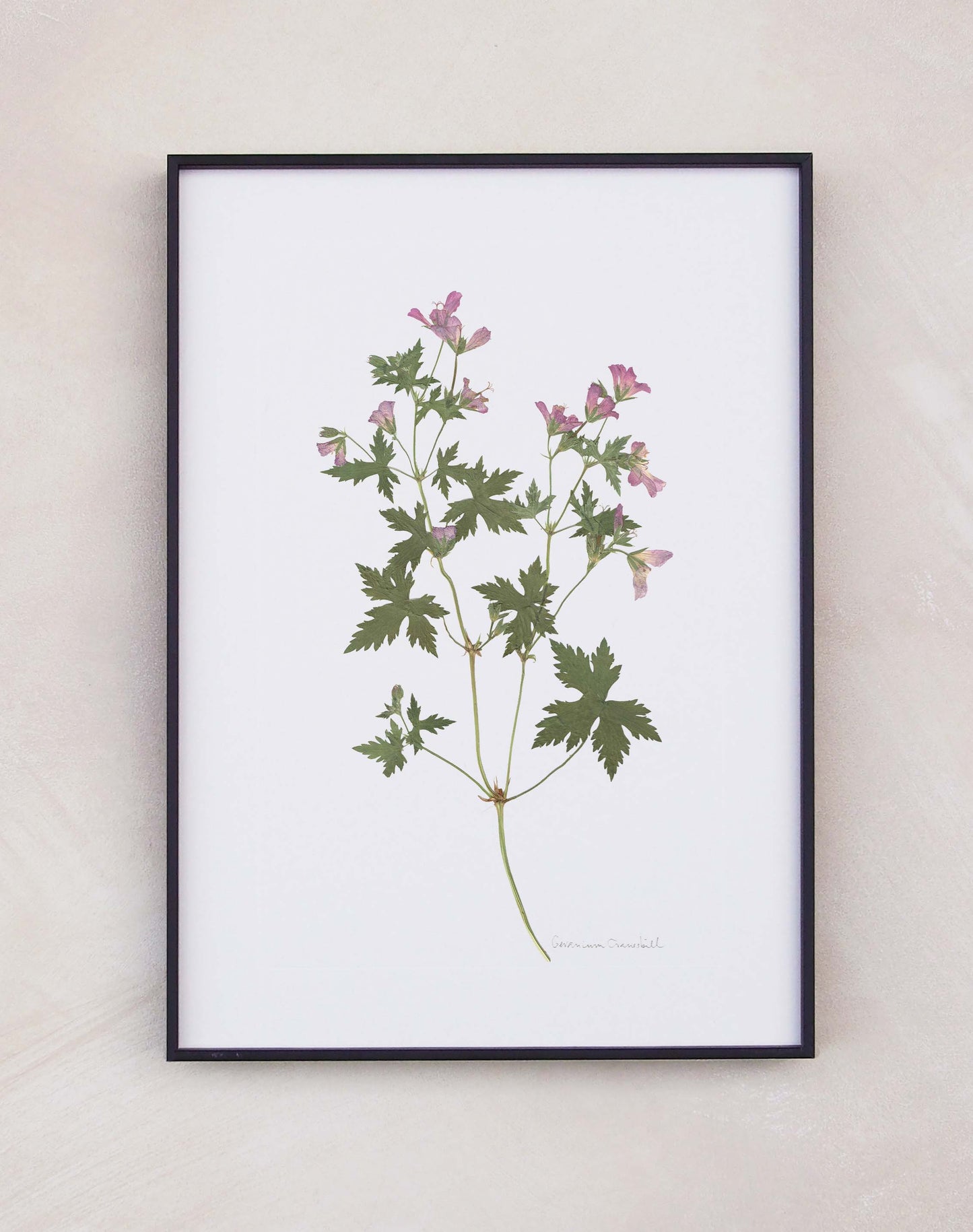 Geranium Cranesbill