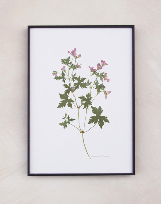 Geranium Cranesbill