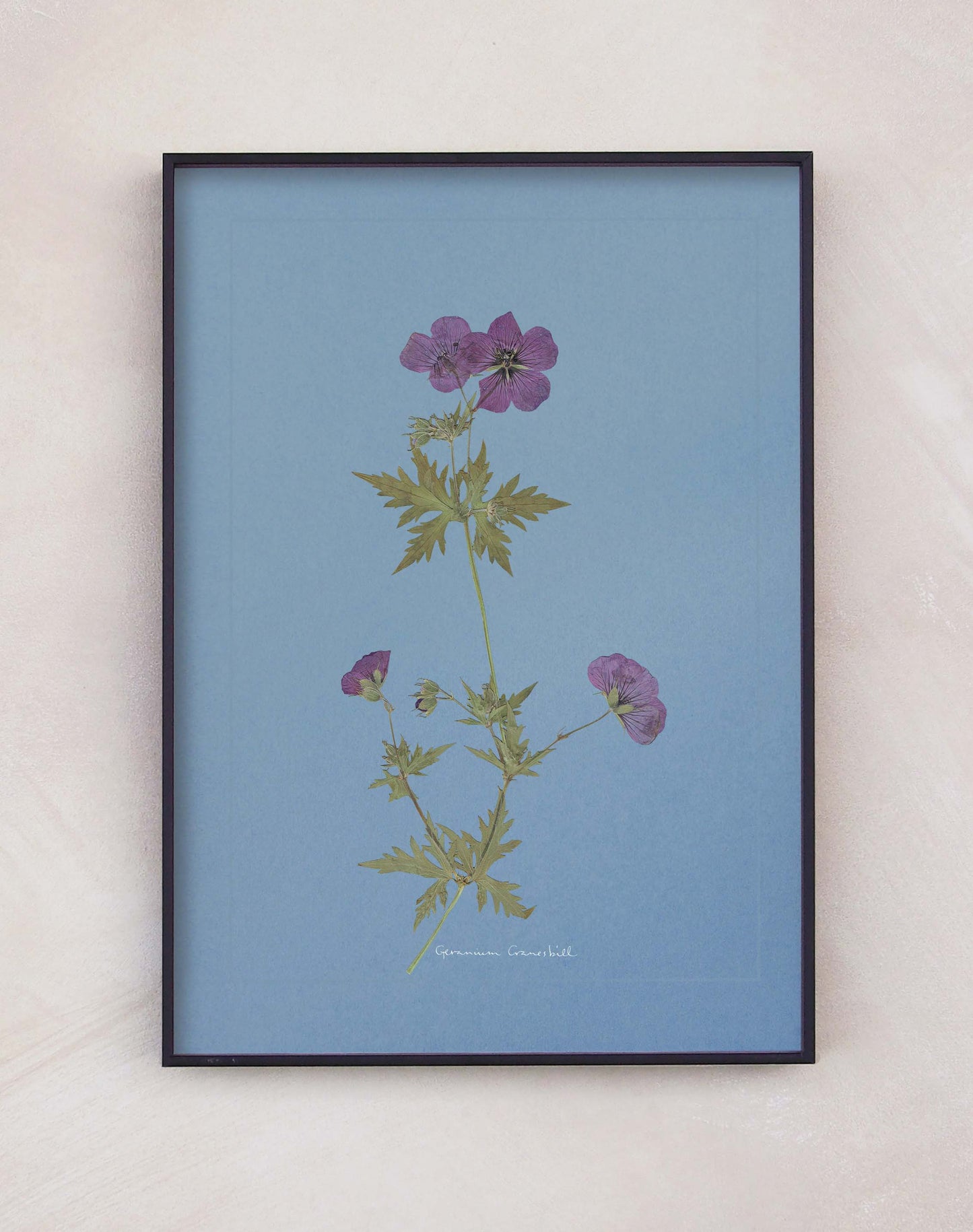 Geranium Cranesbill