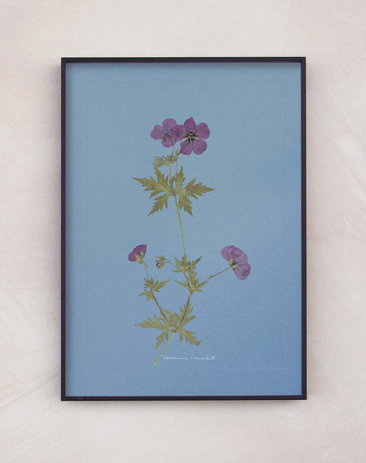 Geranium Cranesbill