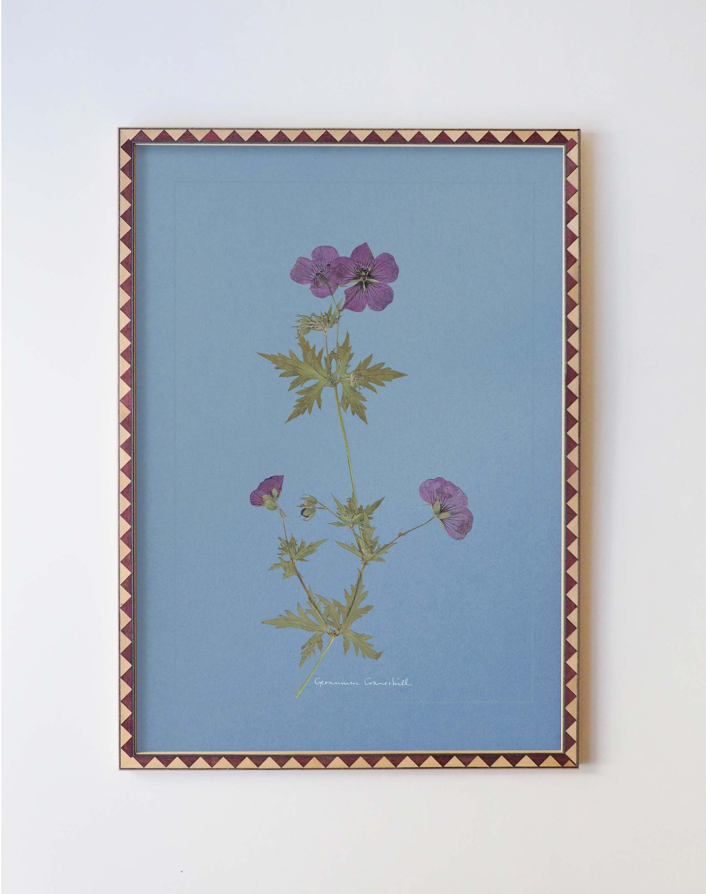 Geranium Cranesbill