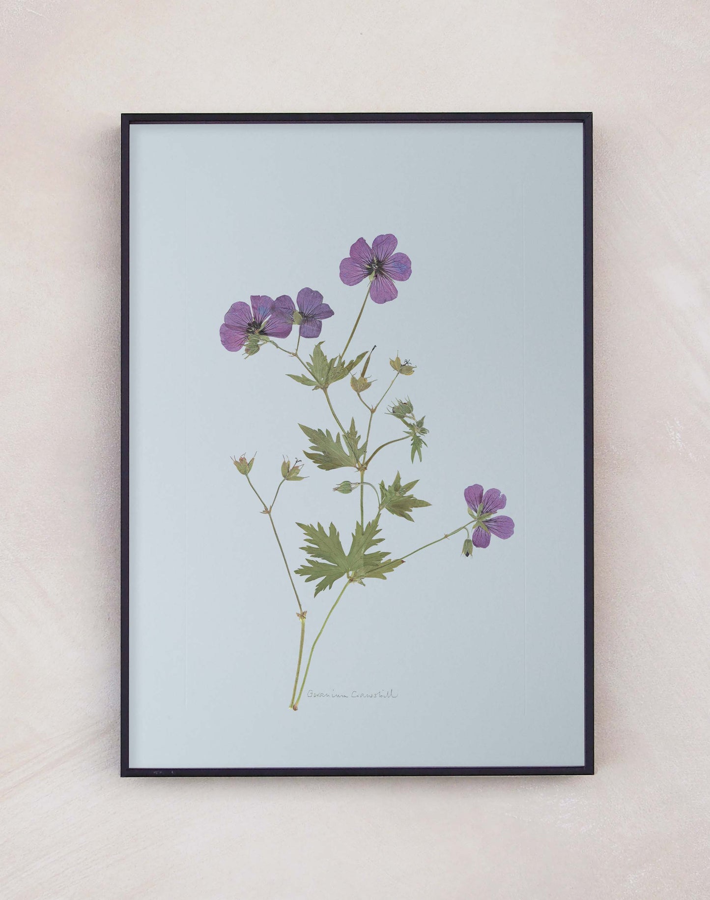 Geranium cranesbill