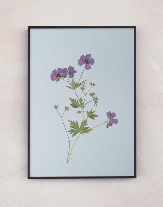 Geranium cranesbill