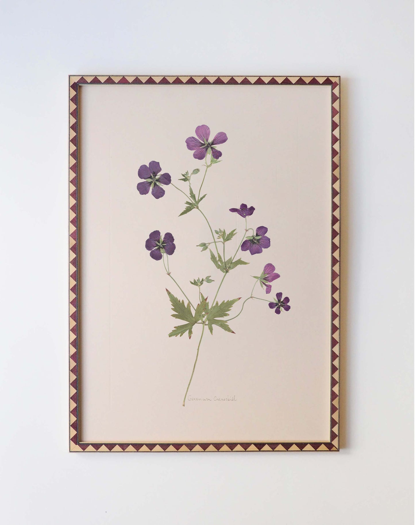 Geranium Cranesbill