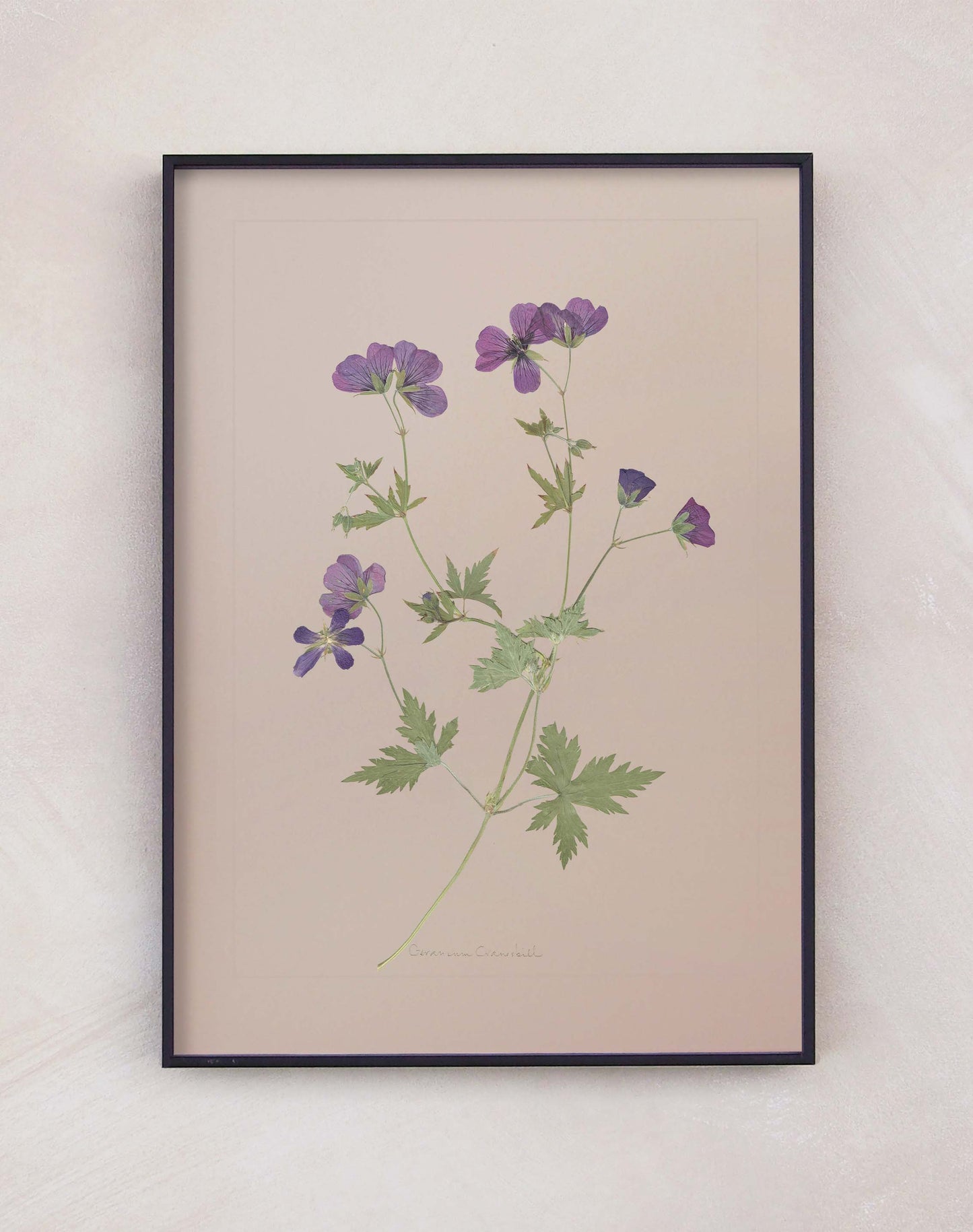 Geranium Cranesbill