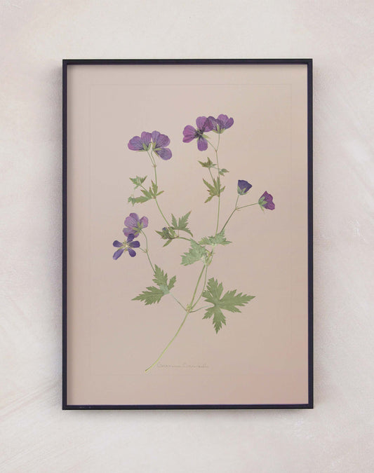 Geranium Cranesbill