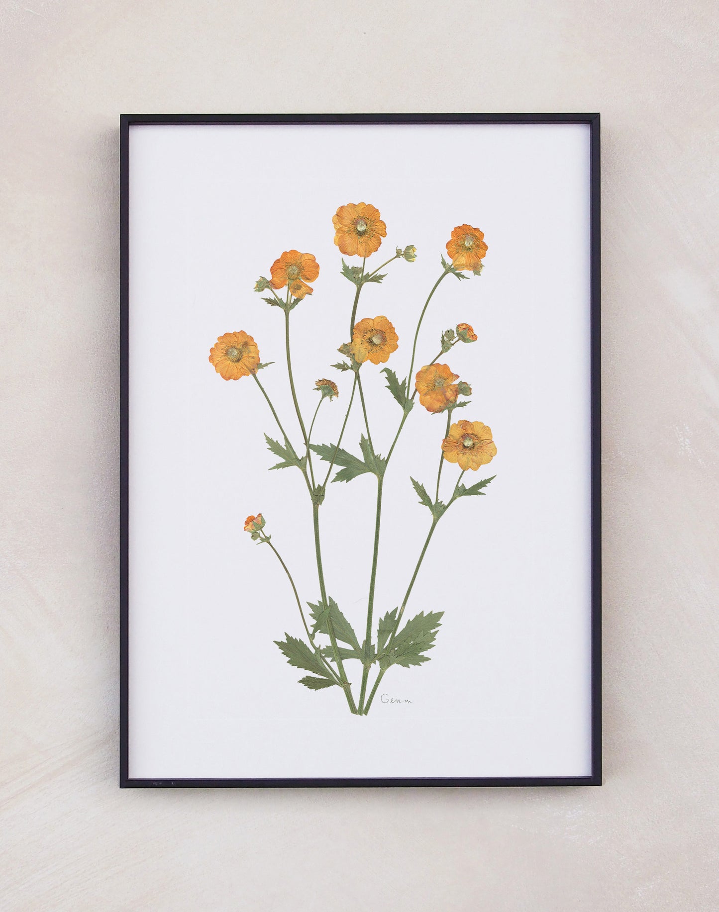 Geum