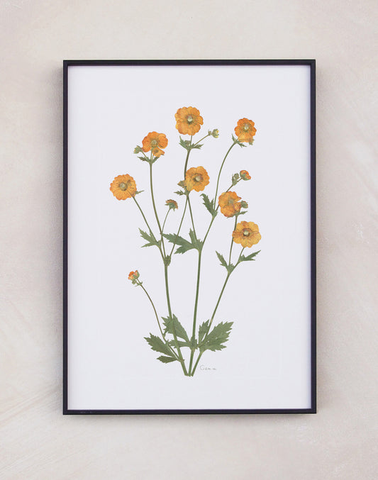 Geum