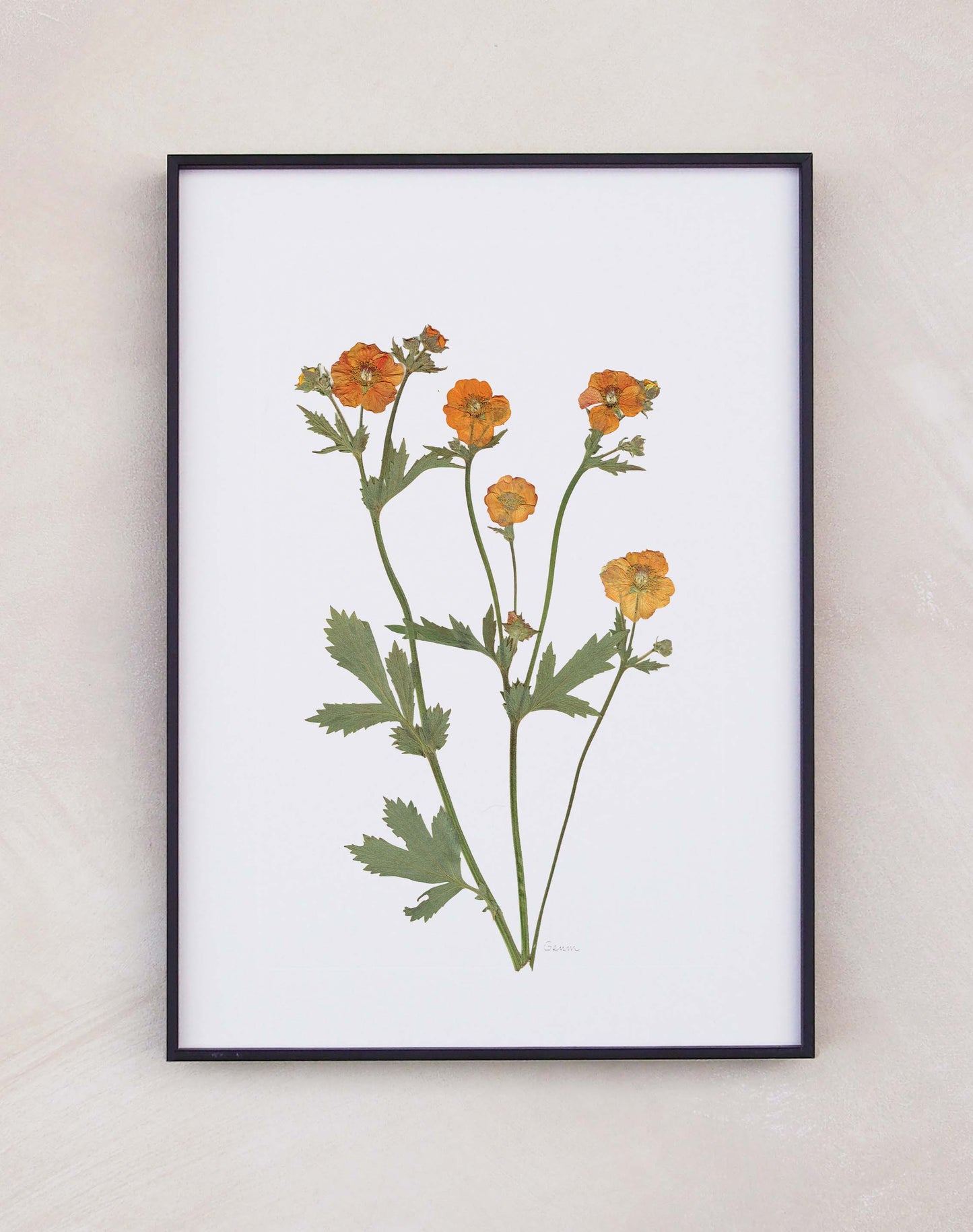 Geum