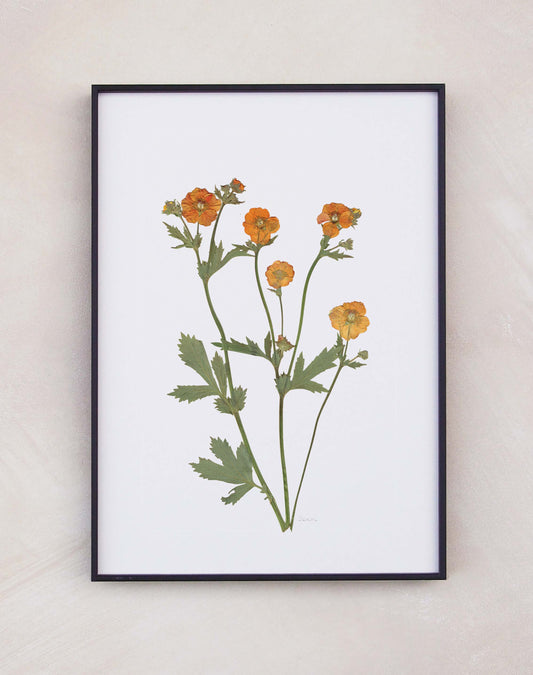 Geum