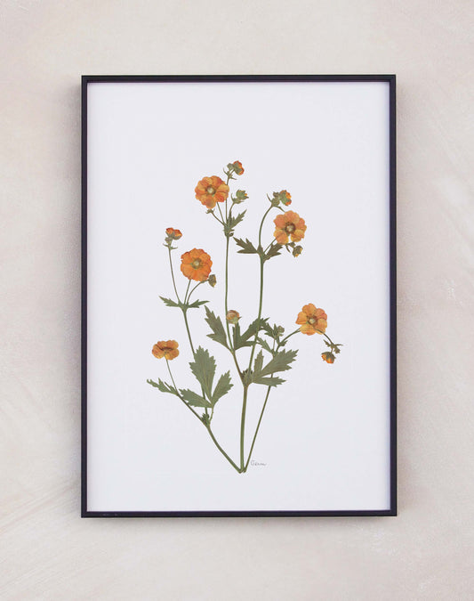Geum