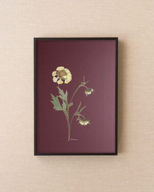 Geum