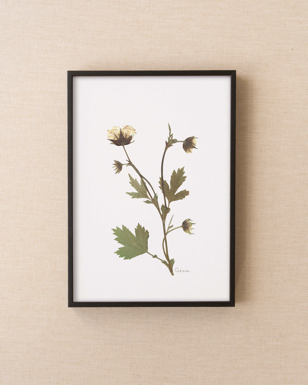 Geum