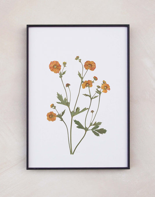 Geum