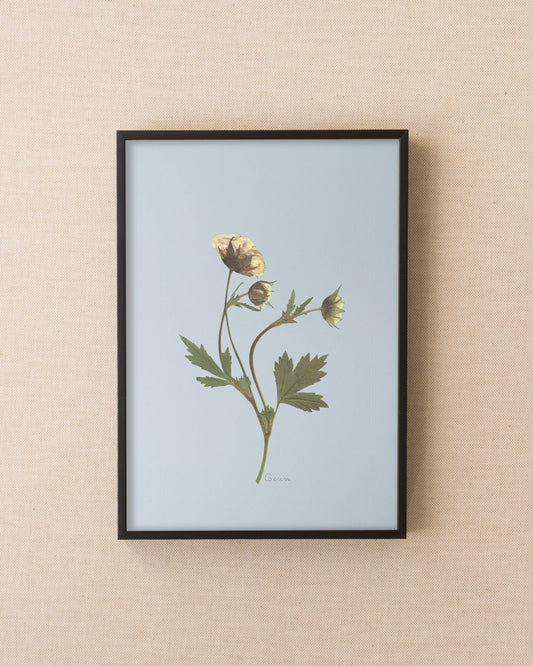 Geum
