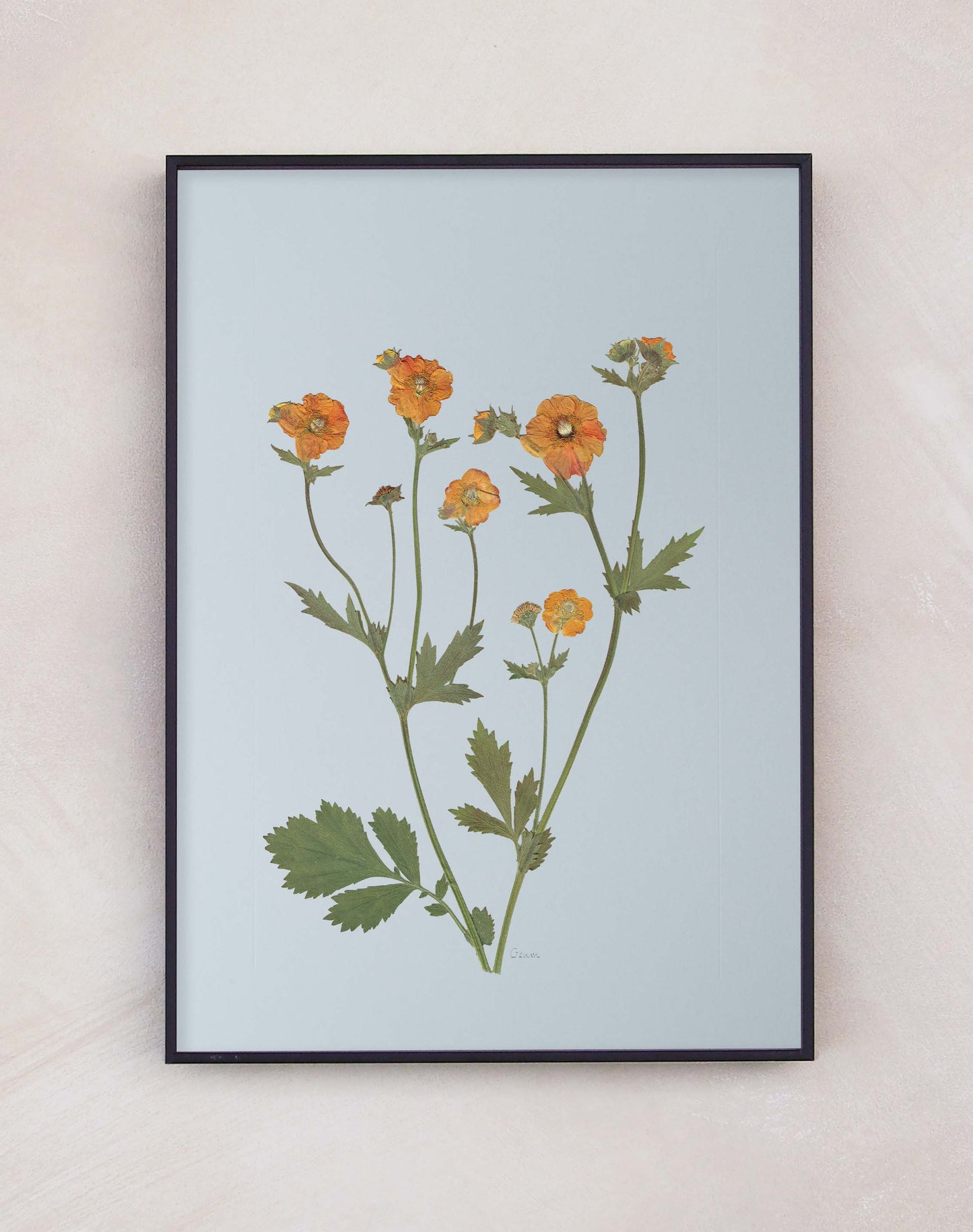 Geum