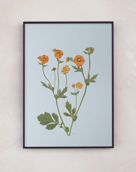 Geum