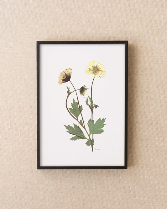 Geum