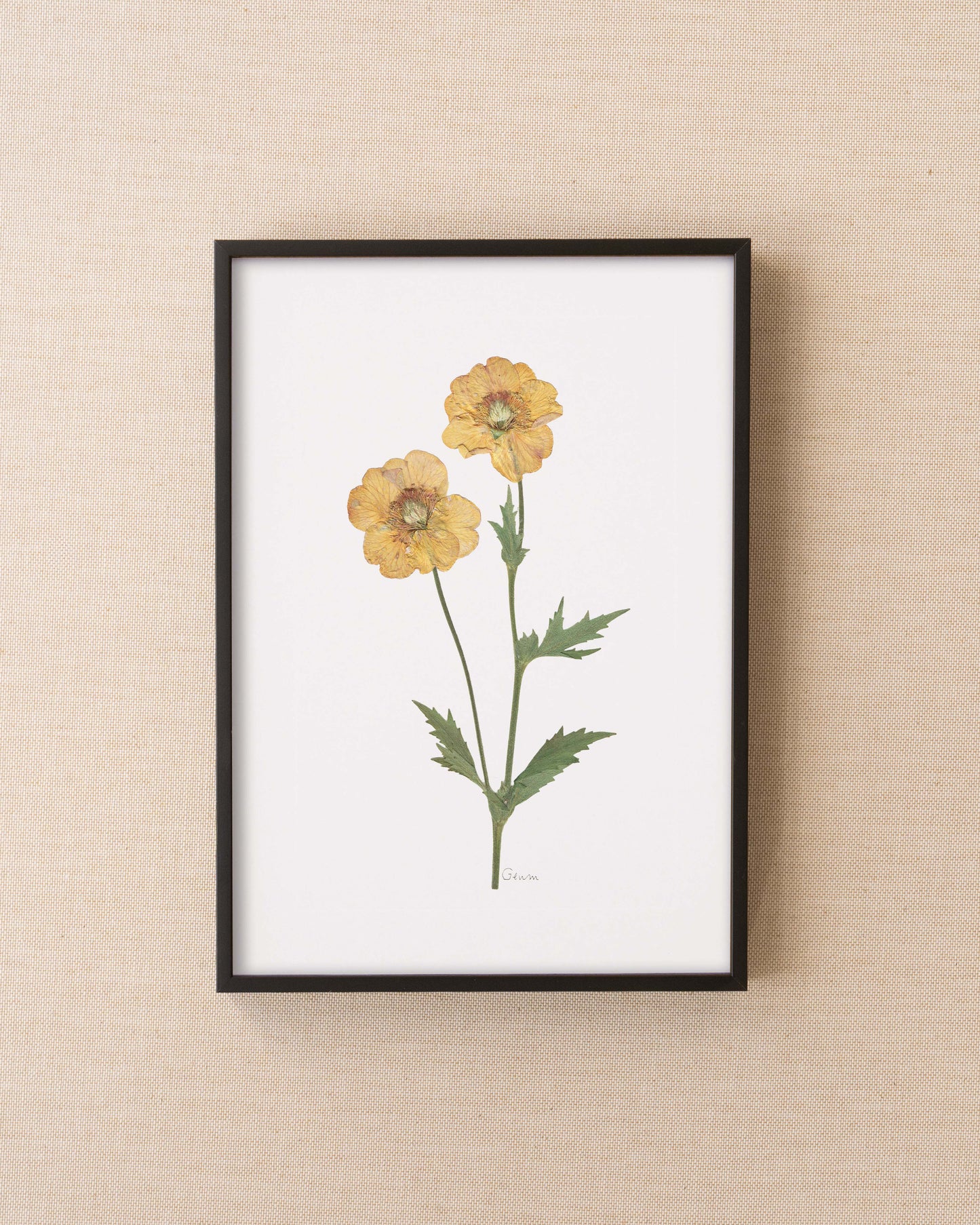 Geum