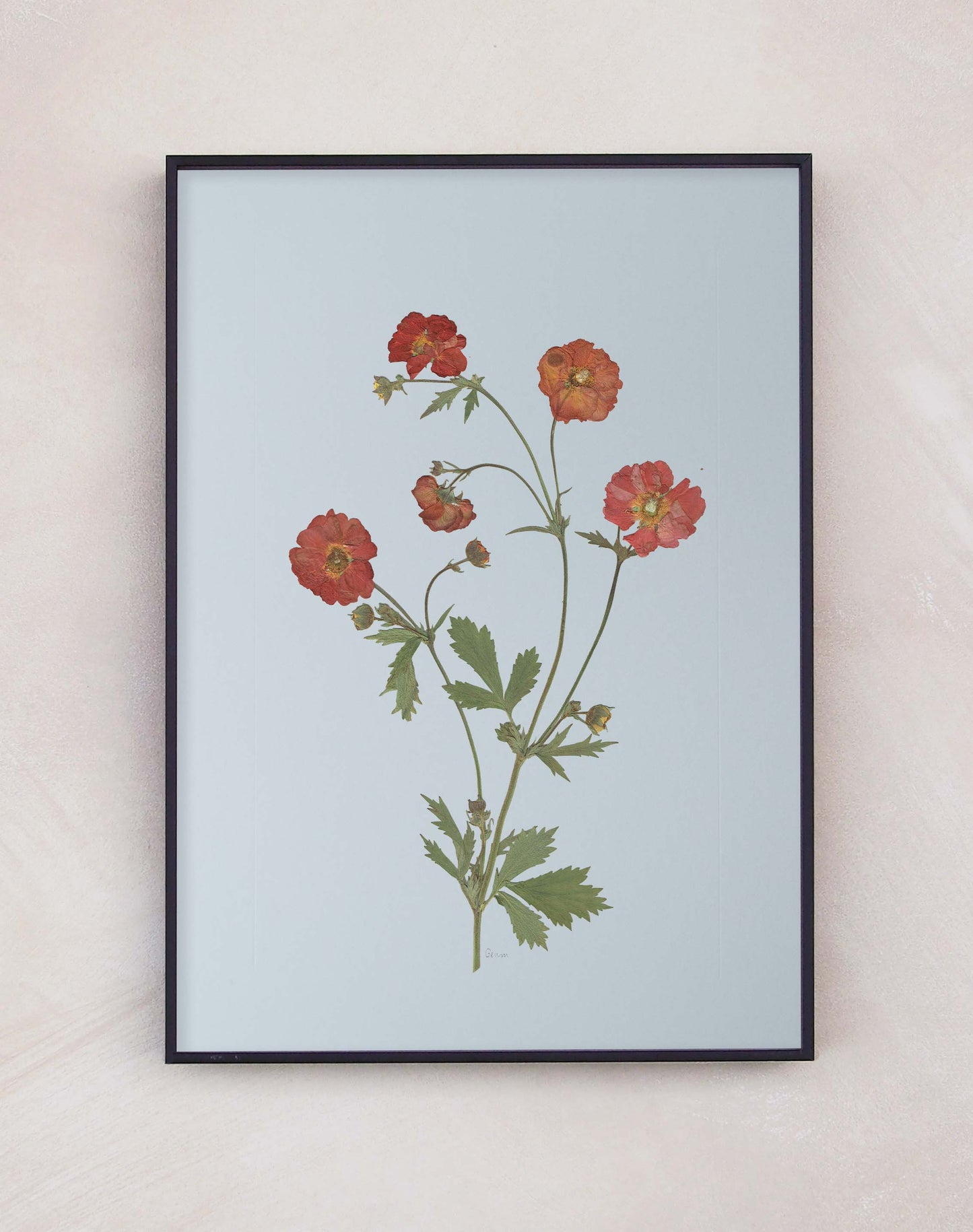 Geum