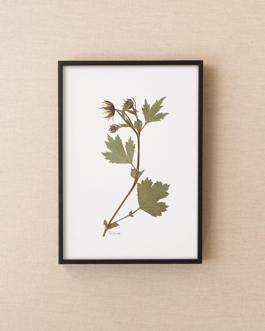 Geum