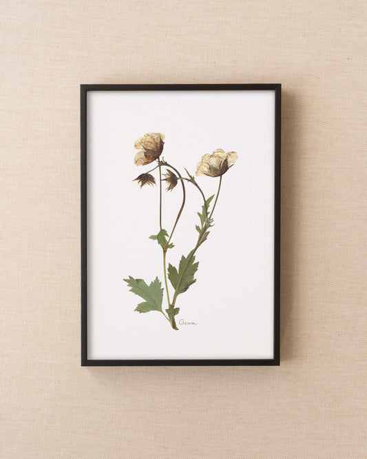 Geum