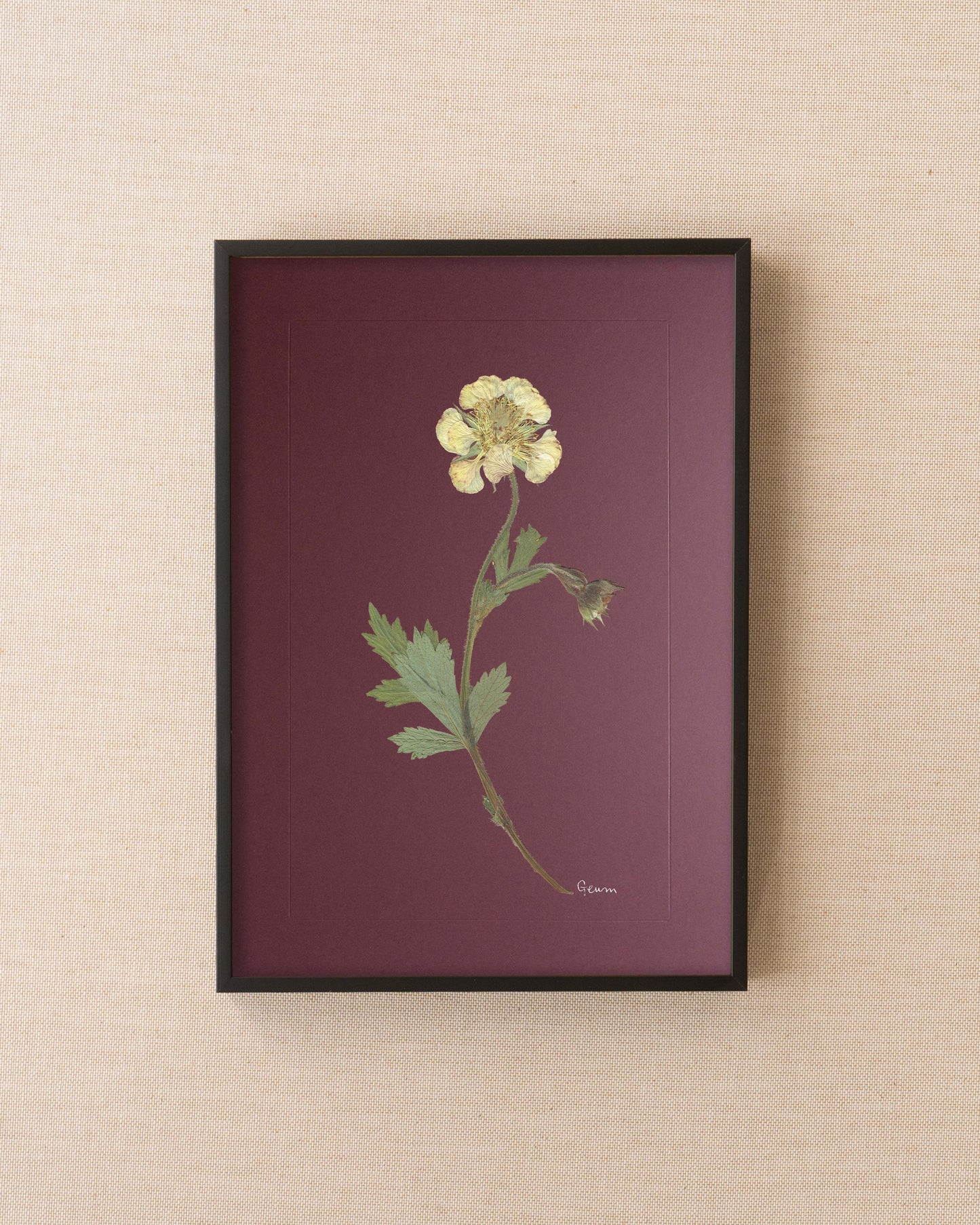 Geum