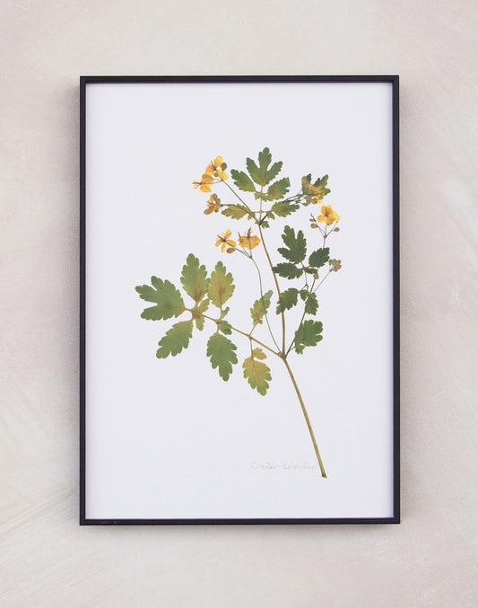 Greater Celandine