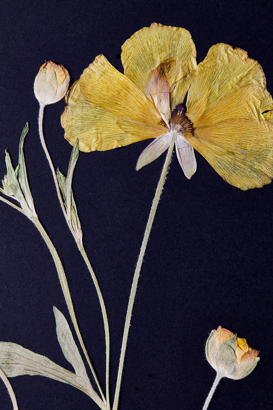 Butterfly Ranunculus Print