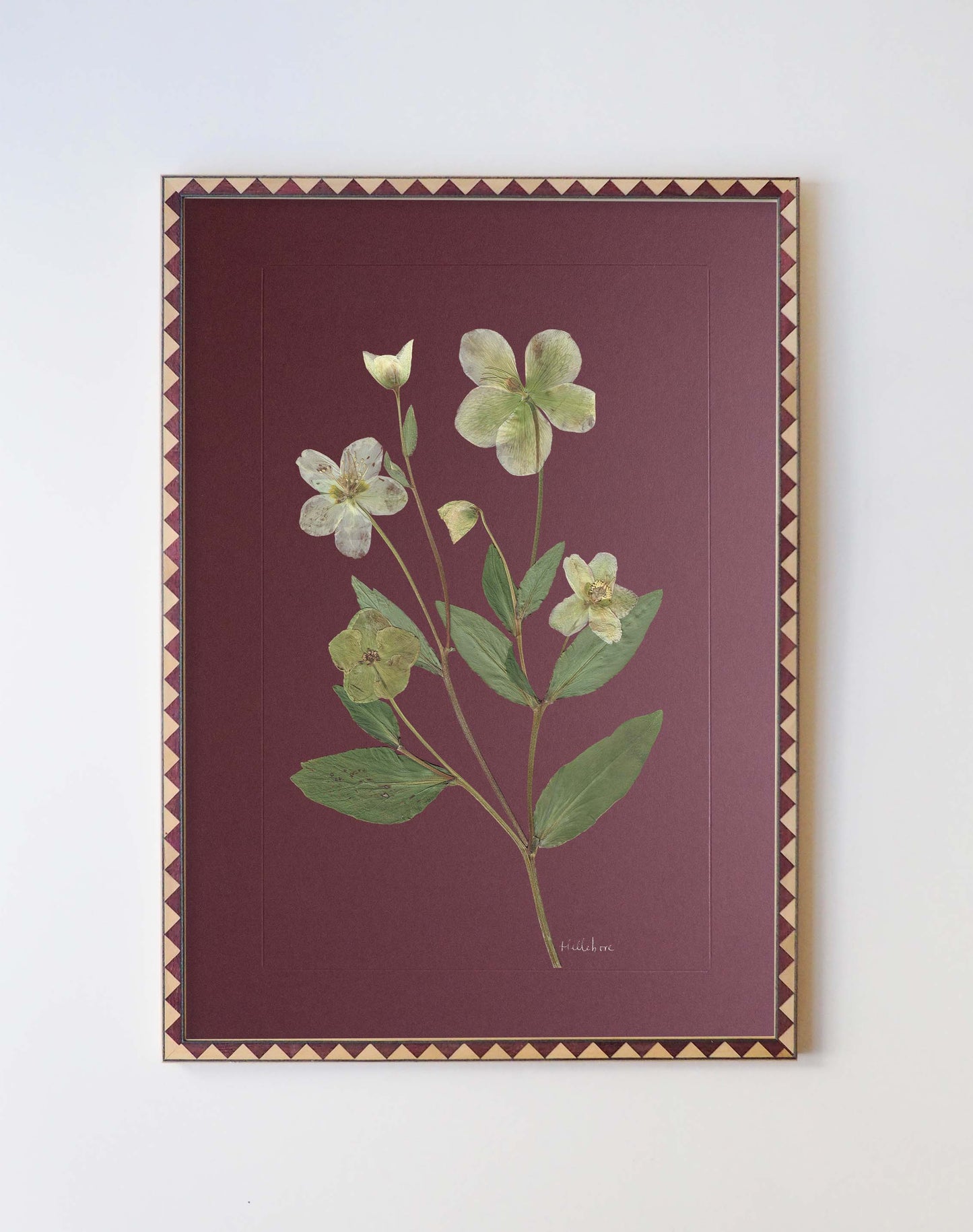 Hellebore