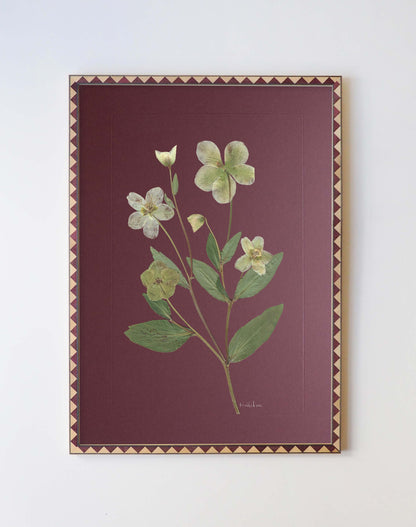 Hellebore