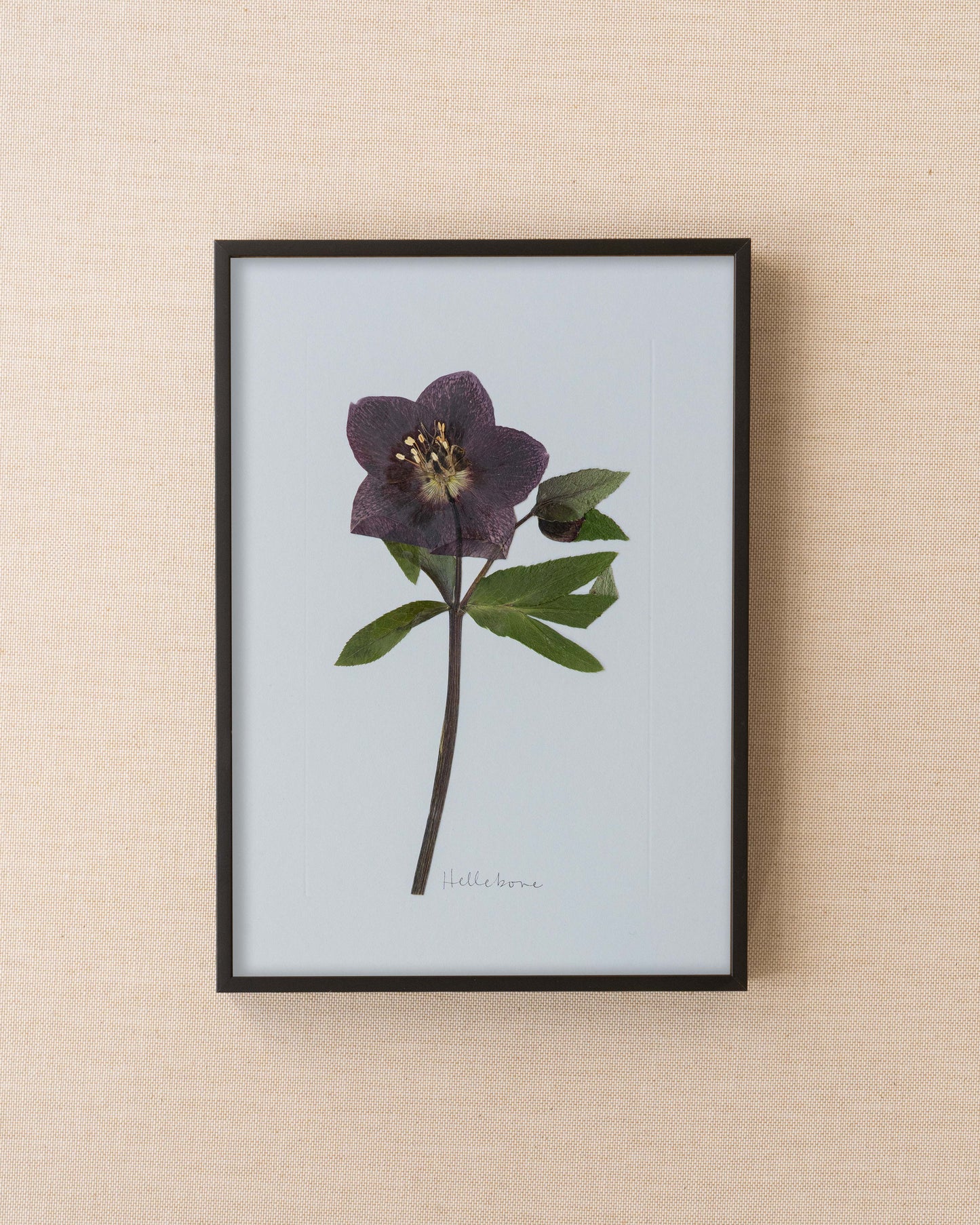 Hellebore
